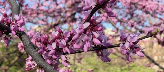 Eastern Redbud